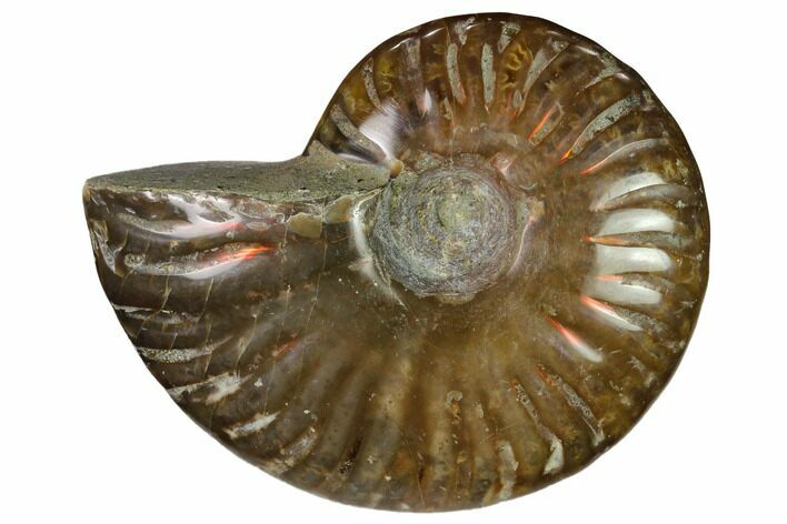 Red Flash Ammonite Fossil - Madagascar #151741